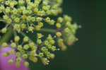 Nuttall's prairie parsley